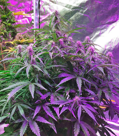 Семена марихуаны Auto Cinderella Jack