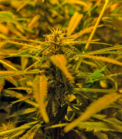 Auto Northern Light fem (Bulk Seed Bank) семена конопли