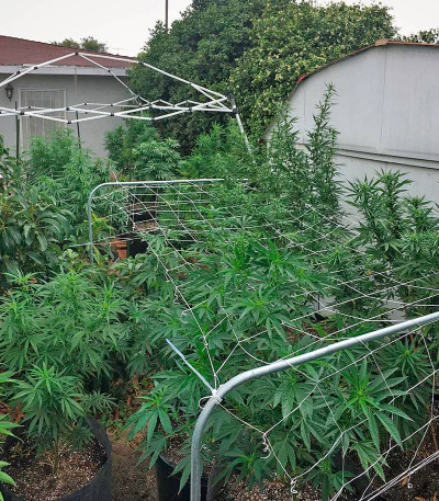 Blueberry Headband fem (Humboldt Seed Organization) семена конопли