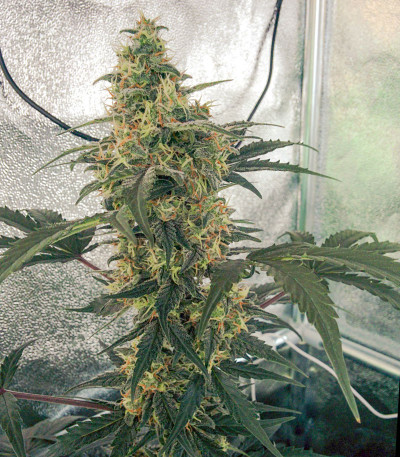 CBD Auto White Widow fem (Dutch Passion) семена конопли