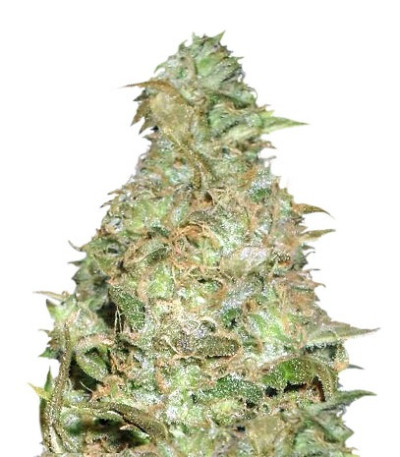 Choc-Matic Auto fem (Dr. Krippling Seeds) семена конопли