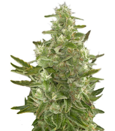 Critical + Autoflowering fem (Dinafem Seeds) семена конопли