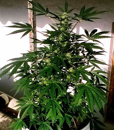 Critical Chronic fem (Sumo Seeds) семена конопли