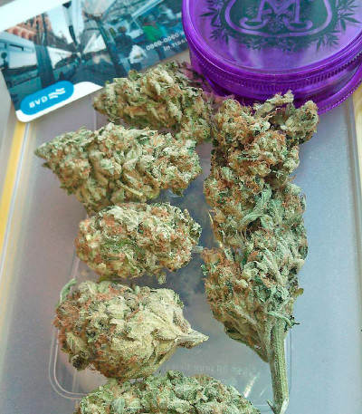 Семена марихуаны Critical Kush