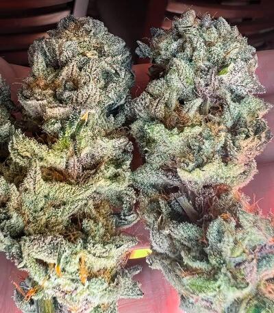 Gorilla 4 Autoflower fem (Easy Grow Seeds) семена конопли