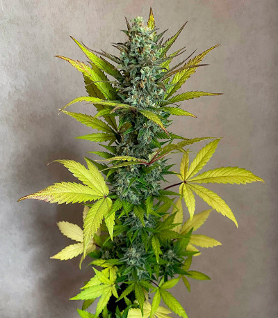 Jet Fuel Mandarine XL Auto fem (Sweet Seeds) семена конопли