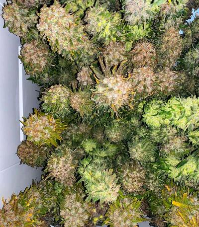 Mac n’ Jack R1 fem (Ethos Genetics) семена конопли