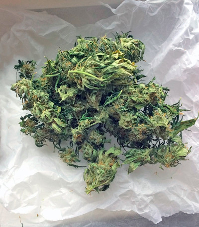 MAXI GOM auto fem семена конопли