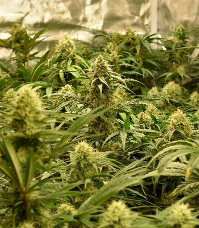 Bruce Banner Auto (Monster Genetics) семена конопли