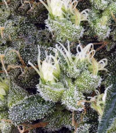 NL5 Haze Mist fem семена конопли