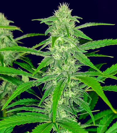 Papaya Cookies Auto fem (FastBuds) семена конопли