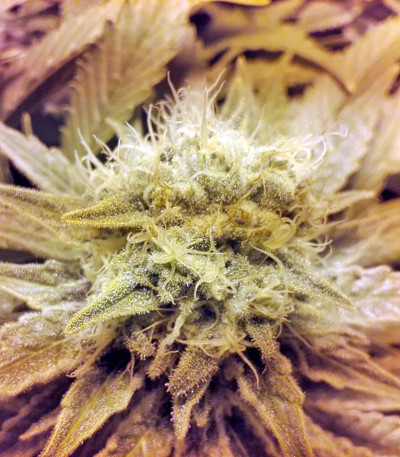 Raspberry Cough reg (Nirvana Seeds) семена конопли