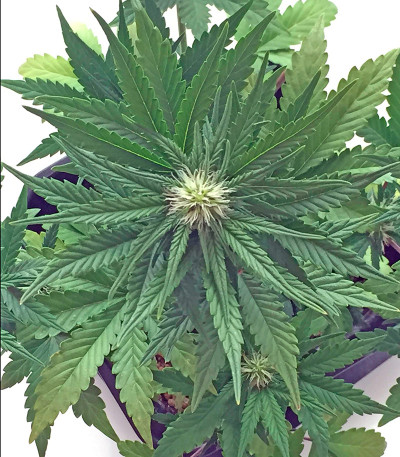 Roadrunner Autoflowering fem семена конопли