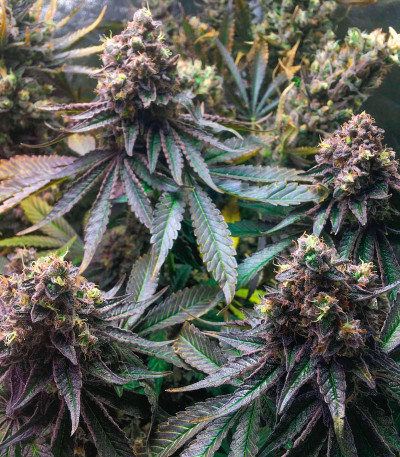 Runtz Punch fem (Herbies Seeds) семена конопли