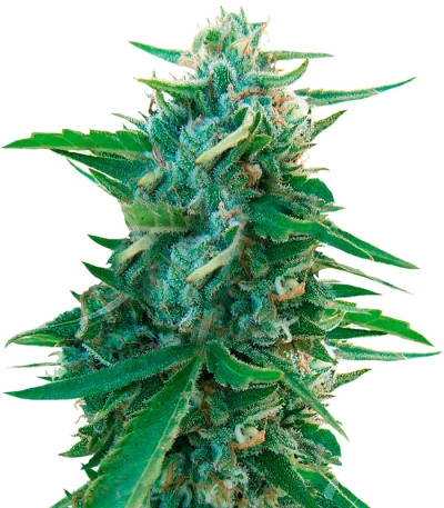 Sugar Black Rose reg (Delicious Seeds) семена конопли