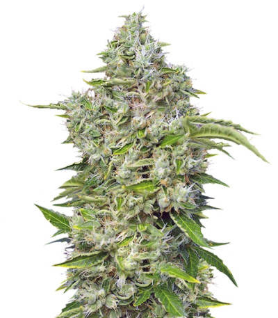 San Fernando Lemon Kush fem (Sweet Seeds) семена конопли