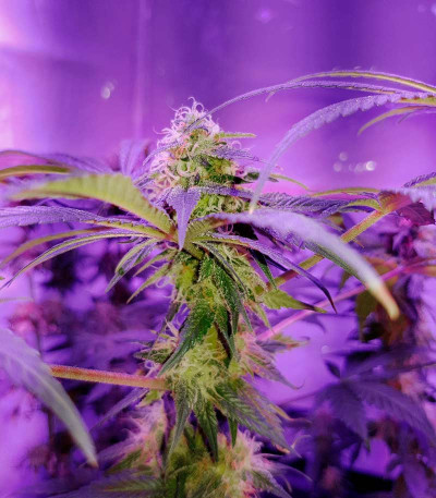 Skunk XL fem (Royal Queen Seeds) семена конопли