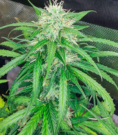 Sour Diesel Auto fem (Herbies Seeds) семена конопли