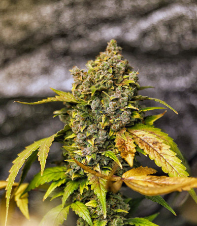 Stardawg auto fem (FastBuds) семена конопли