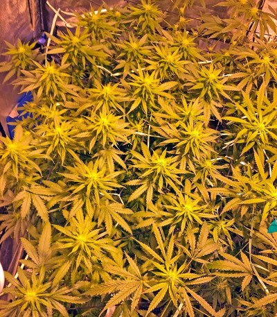 Sweet Deep Grapefruit fem семена конопли