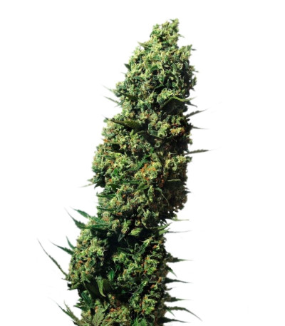 Купить семена каннабиса The Ultimate шишки