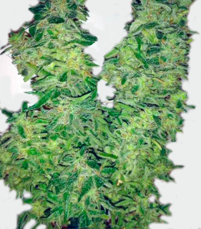 Think Different Auto fem (Dutch Passion) семена конопли