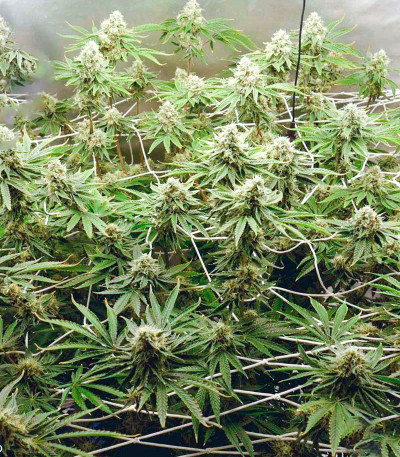 Wedding Cake fem (Cali Buds Seeds) семена конопли