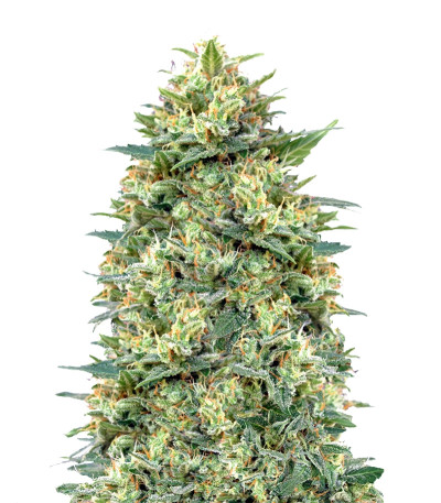 Auto White Widow fem (00 Seeds) семена конопли