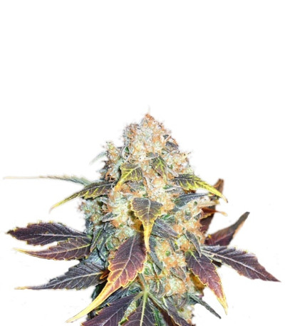 White Berry fem (Paradise Seeds) семена конопли