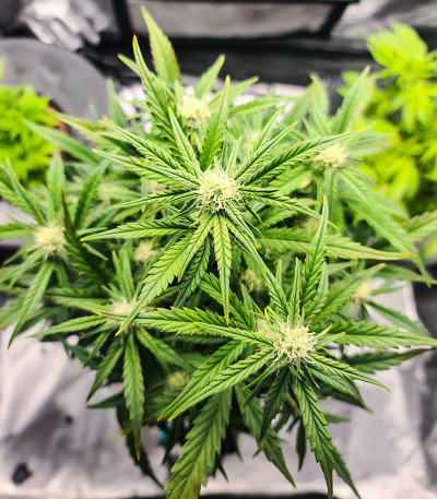 Auto Do-Si-Dos Cookies fem (00 Seeds) семена конопли