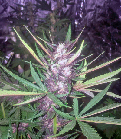 Devil Cream Auto fem (Sweet Seeds) семена конопли