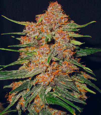 Lemon Cherry Cookies Auto fem (FastBuds) семена конопли