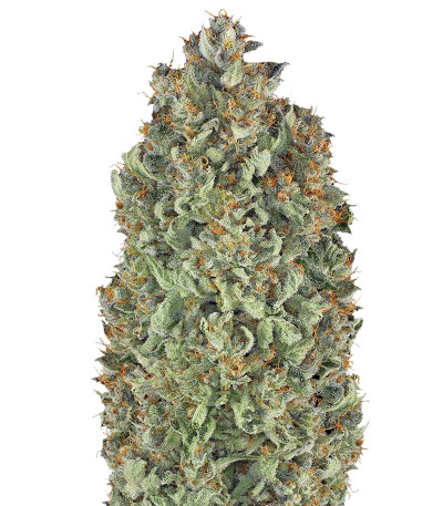 Serious Kush fem (Serious Seeds) семена конопли