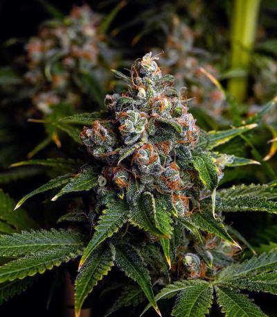 1024 fem (Medical Seeds) семена конопли