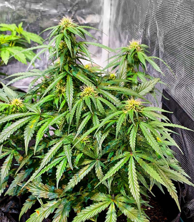 Auto Gorilla fem (00 Seeds) семена конопли