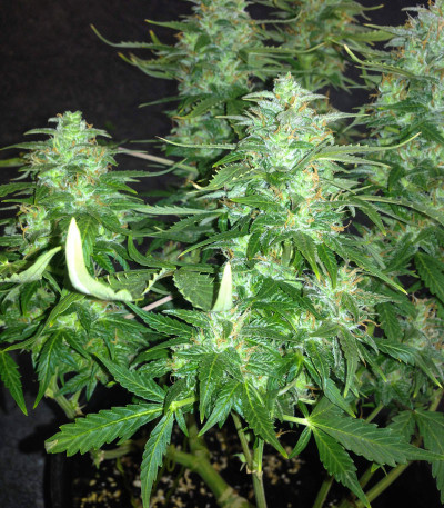 Auto Northern Lights fem (Pyramid Seeds) семена конопли