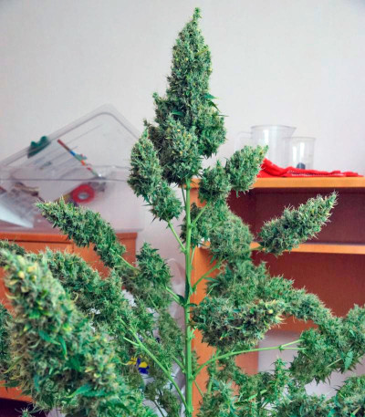 Auto Anesthesia fem (Pyramid Seeds) семена конопли