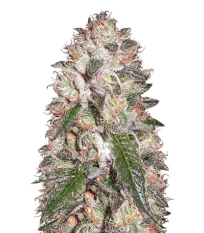 Auto OG Kush fem (Victory Seeds) семена конопли