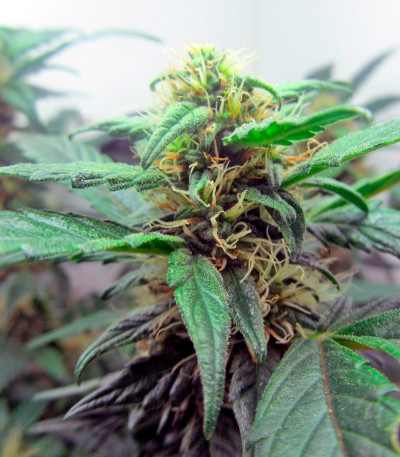 Auto Sunmango (Somango) fem семена конопли