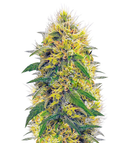 Big Bud fem (Vision Seeds) семена конопли