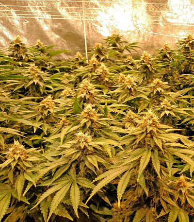 Black D.O.G. fem семена конопли