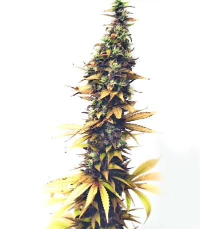 BubbleGummer fem (Female Seeds) семена конопли