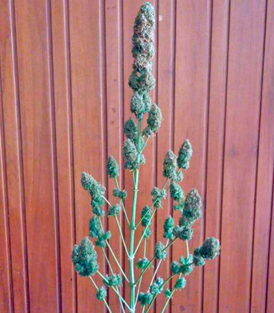 Bubble Gum reg (Serious Seeds) семена конопли