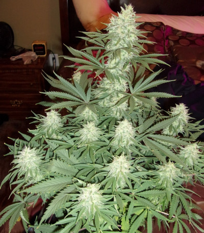 C99 fem (Female Seeds) семена конопли
