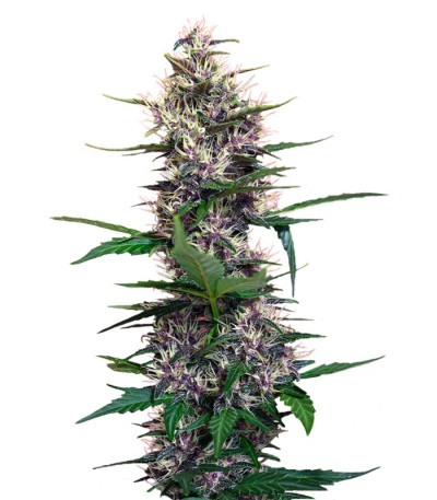 Dark Devil Auto fem (Sweet Seeds) семена конопли