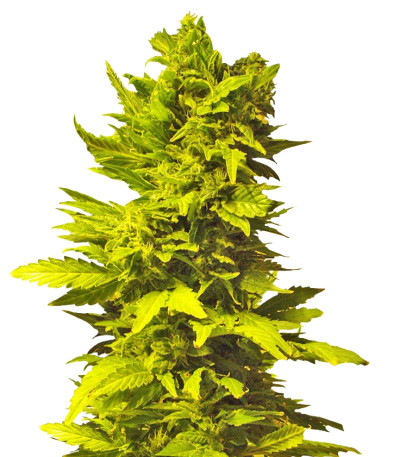 El Nino fem семена конопли