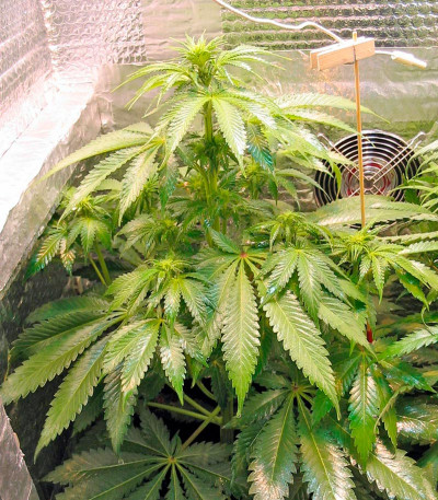 Fruitylicious fem семена конопли