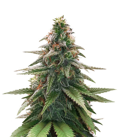 Gorilla Glue #4 fem (Original Sensible Seeds) семена конопли