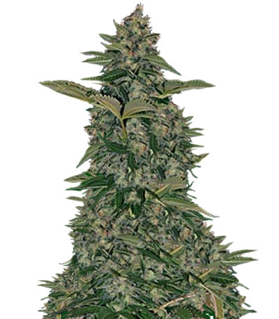 Grape Muerte Auto fem семена конопли