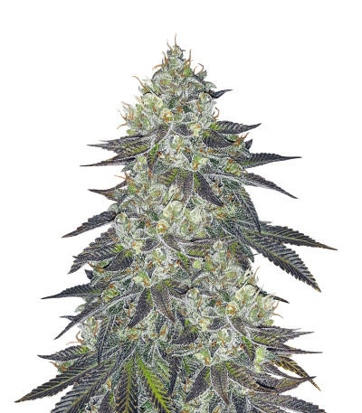 Hypnotic Auto fem (Anaconda Seeds) семена конопли
